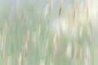 USA, Washington State, Seabeck. Abstract of grass in summer meadow. Art Print